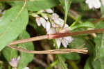 Pennsylvania smartweed